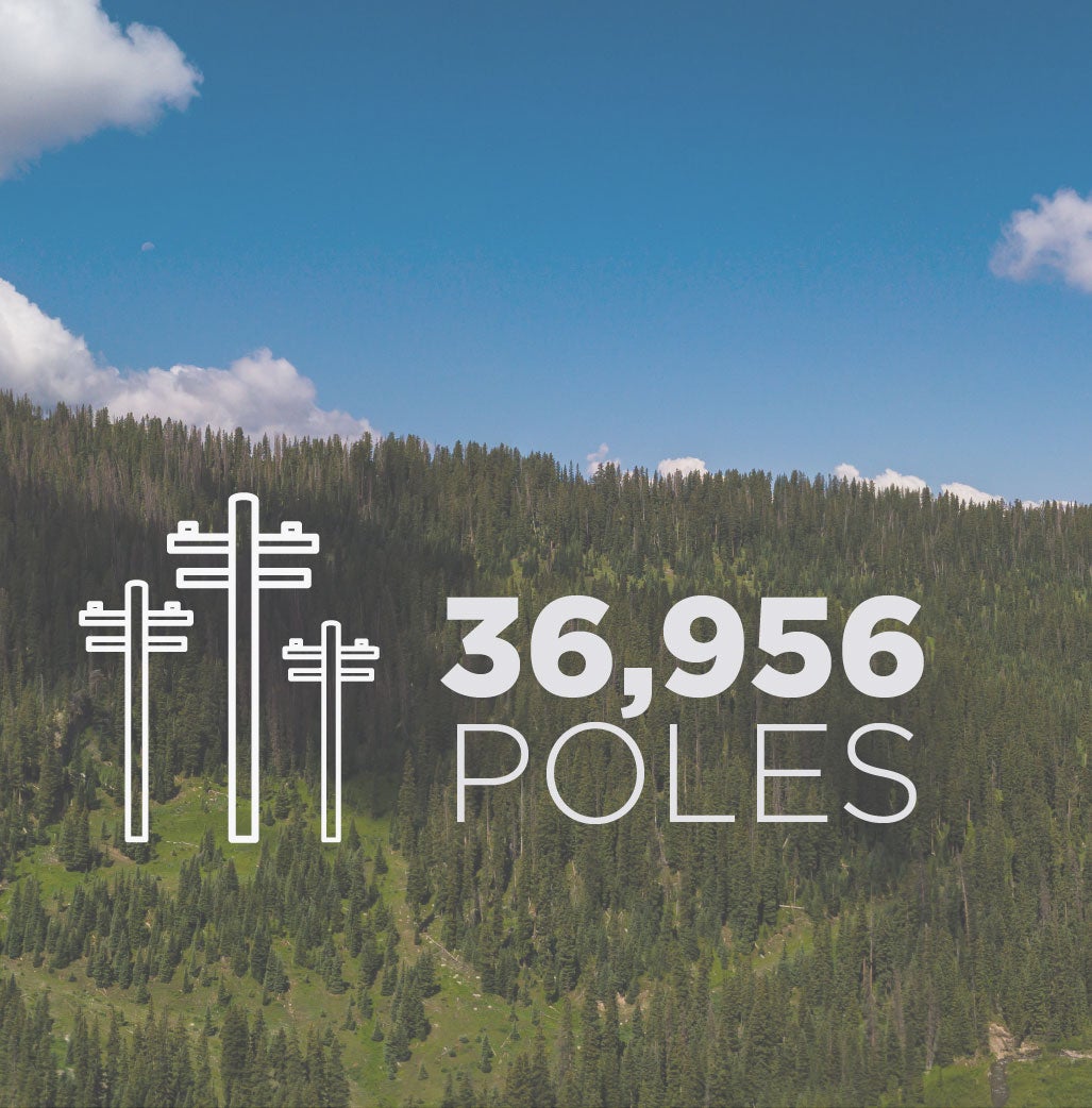 36,956 Poles