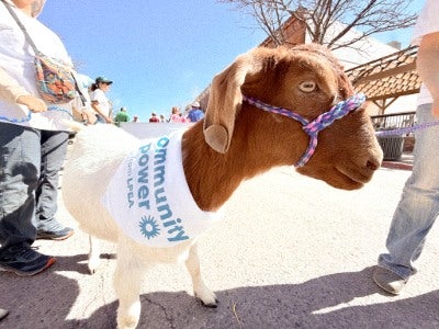 A goat in a community power bandana