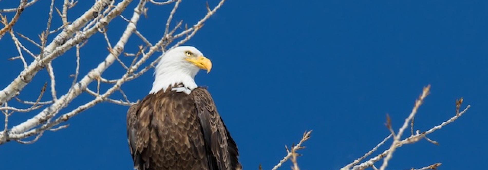 Eagle in a tree