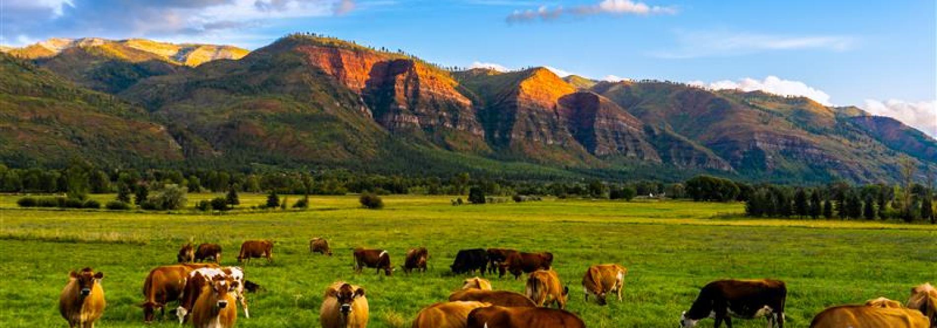 LPEA Farm Cows