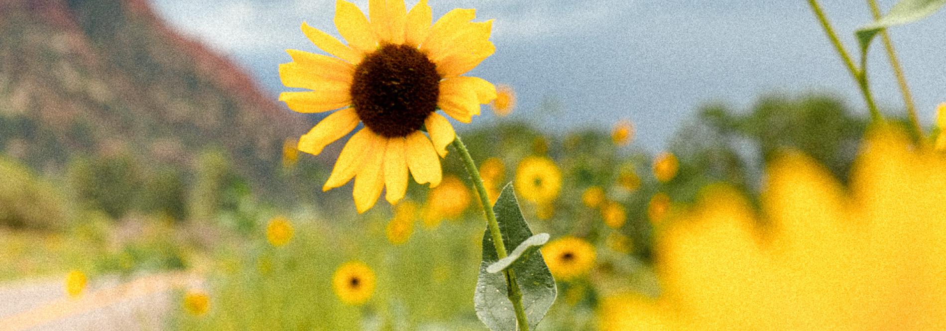 Sunflowers against a cloudy backdrop