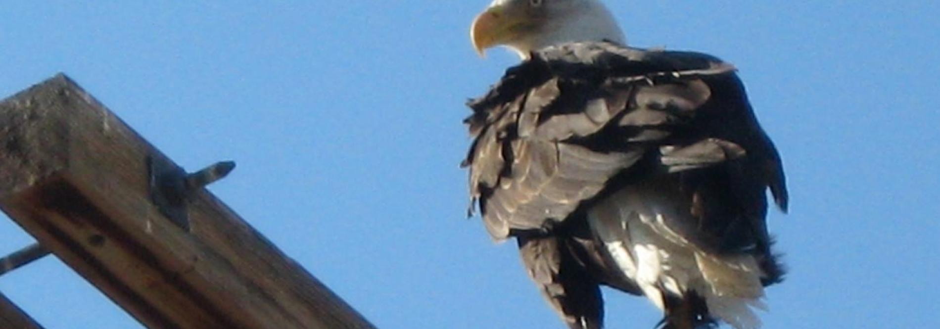 Eagle on a power pole