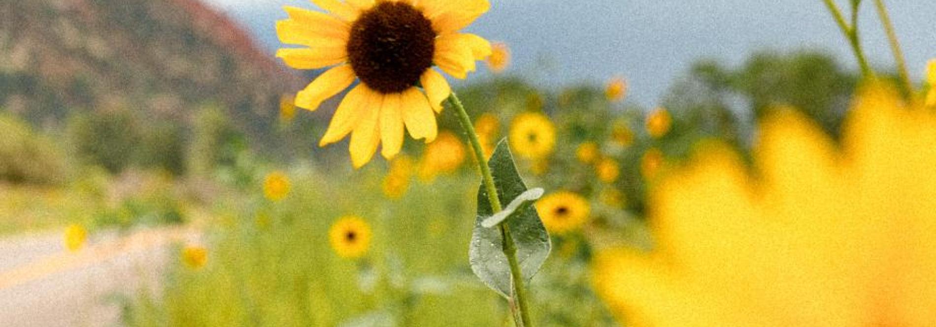 Sunflowers against a cloudy backdrop